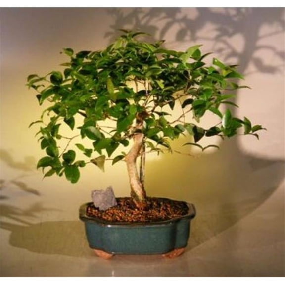 Eugenia Uniflora Flowering Surinam Cherry Bonsai Tree
