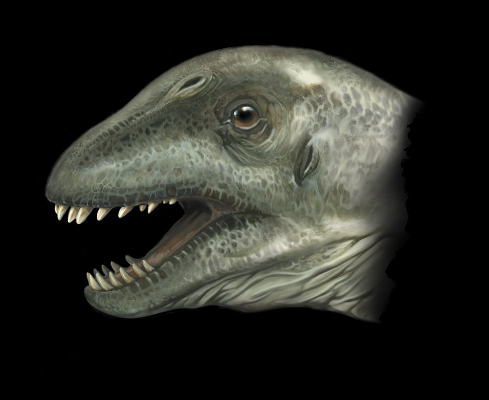 Euhelopus portrait Canvas Art - Jan SovakStocktrek Images (16 x 13)