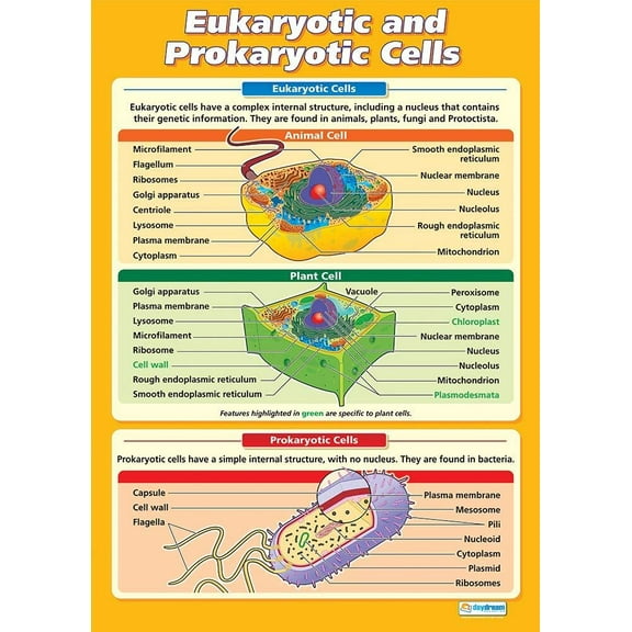 Eukaryotic and Prokaryotic Cells Science Poster - EXTRA LARGE - Laminated - Science High School Classroom Decor - Wall Charts by Daydream Education.