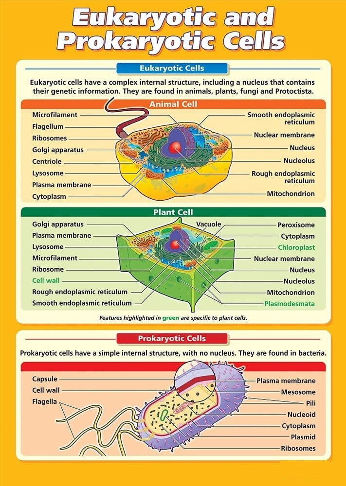 Eukaryotic and Prokaryotic Cells Science Poster STEM Middle & High ...