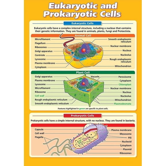 Eukaryotic and Prokaryotic Cells Science Poster  STEM Middle & High School Classroom Decoration