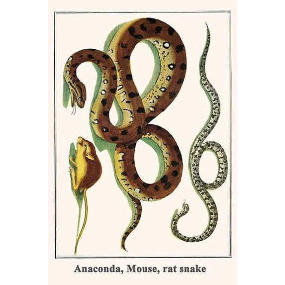 Eunectus murinus, Muridae, Elaphe obsolata spiloides Poster Print by Albertus Seba (18 x 24)