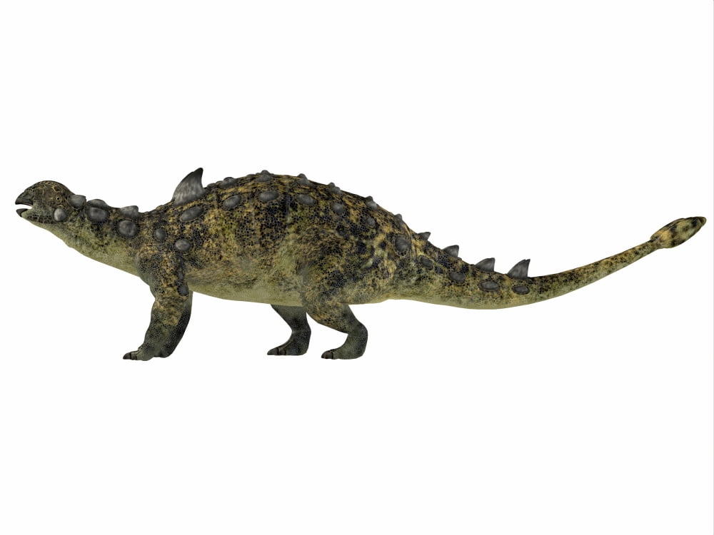Euoplocephalus armored dinosaur Canvas Art - Corey FordStocktrek Images (17 x 13)