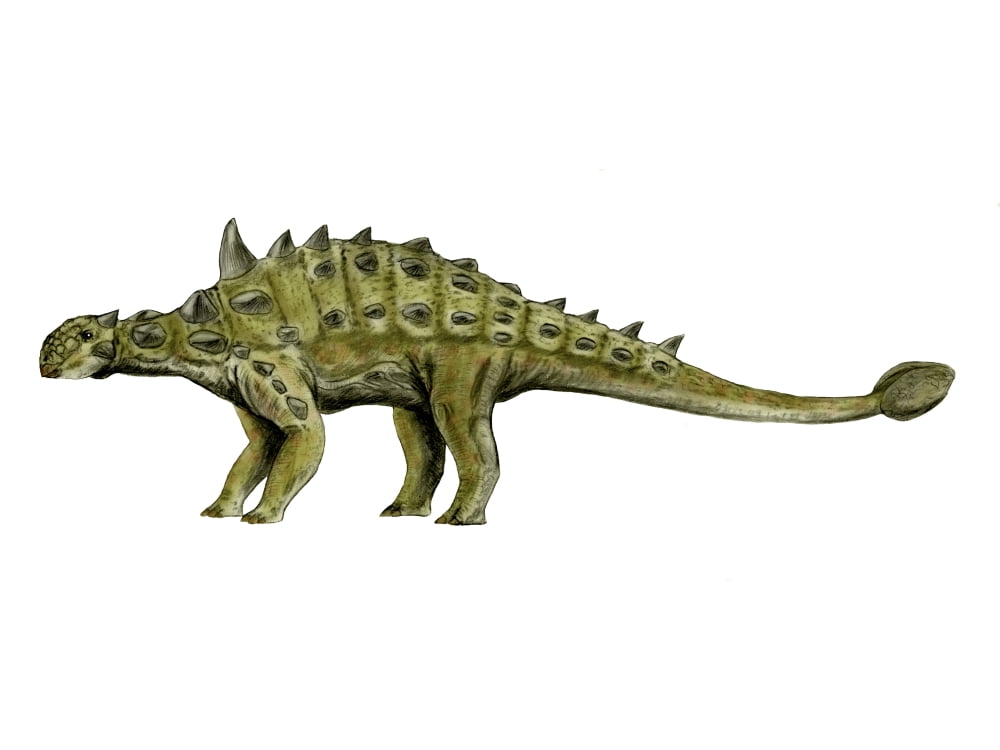 Euoplocephalus dinosaur Canvas Art - Nobumichi TamuraStocktrek Images (17 x 13)