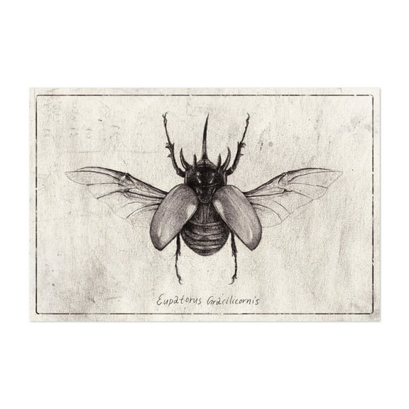 Eupatorus Gracilicornis - Drawing Vintage Black and White Nature Botanical Line Art Unframed Wall Art Print 20 x 30 inches