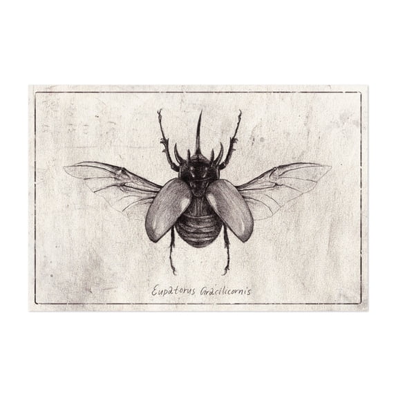 Eupatorus Gracilicornis - Drawing Vintage Black and White Nature Botanical Line Art Unframed Wall Art Print 5 x 7 inches