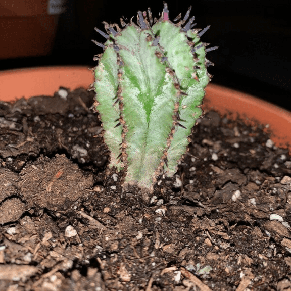 Euphorbia Horrida Boiss, Rare Cactus, Small Succulent, Live Plant in 3'' pot