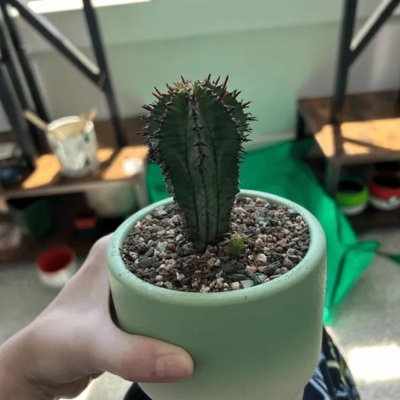 Euphorbia Horrida Boiss, Rare Succulent, Live Plant in 4" pot