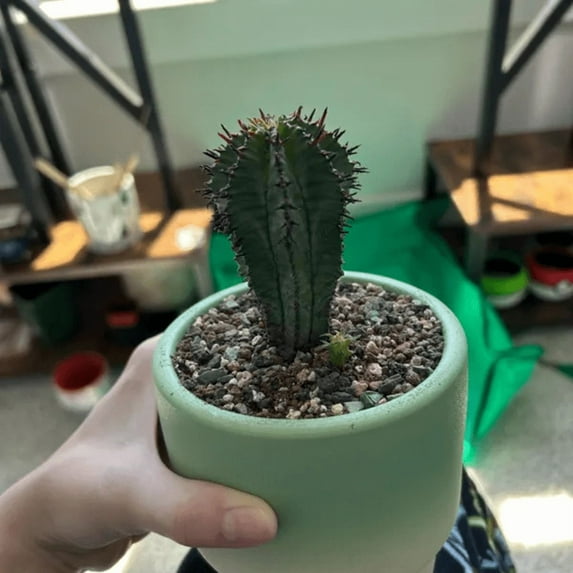 Euphorbia Horrida Boiss, Rare Succulent, Live Plant in 4" pot