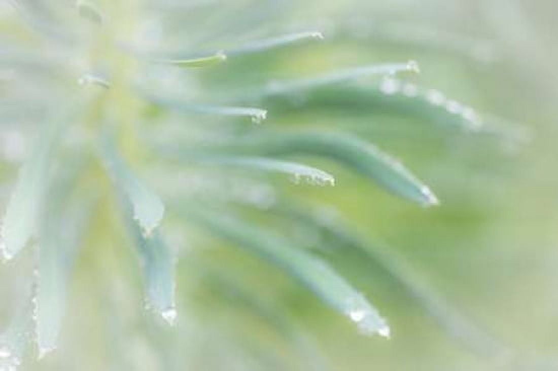 Euphorbia I Canvas Art - Kathy Mahan (12 x 18)