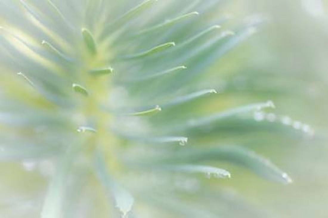 Euphorbia II Canvas Art - Kathy Mahan (24 x 36)