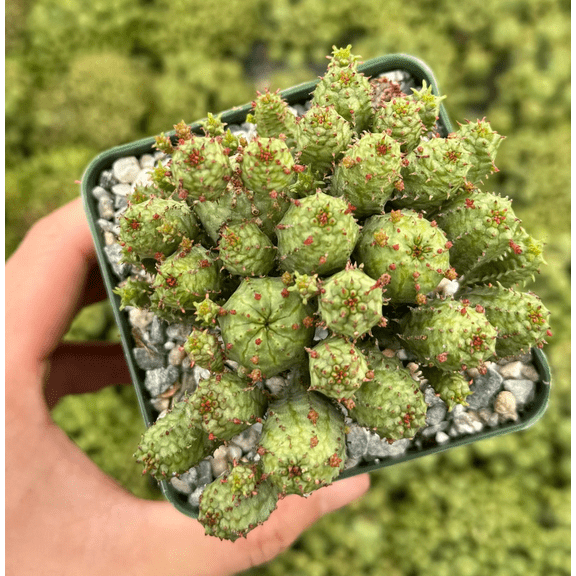 Euphorbia Monstrose Succulent Plant Cactus Cluster Euphorbia Submammillaris Plant 4"Pot