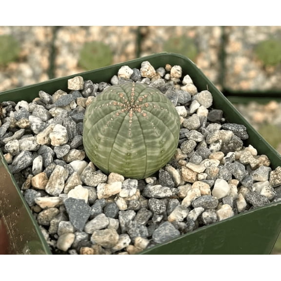 Euphorbia Obesa Hybrid Plant Live for Planting - Baseball Plant - Rare Cactus Plant - 4 Inch Pot