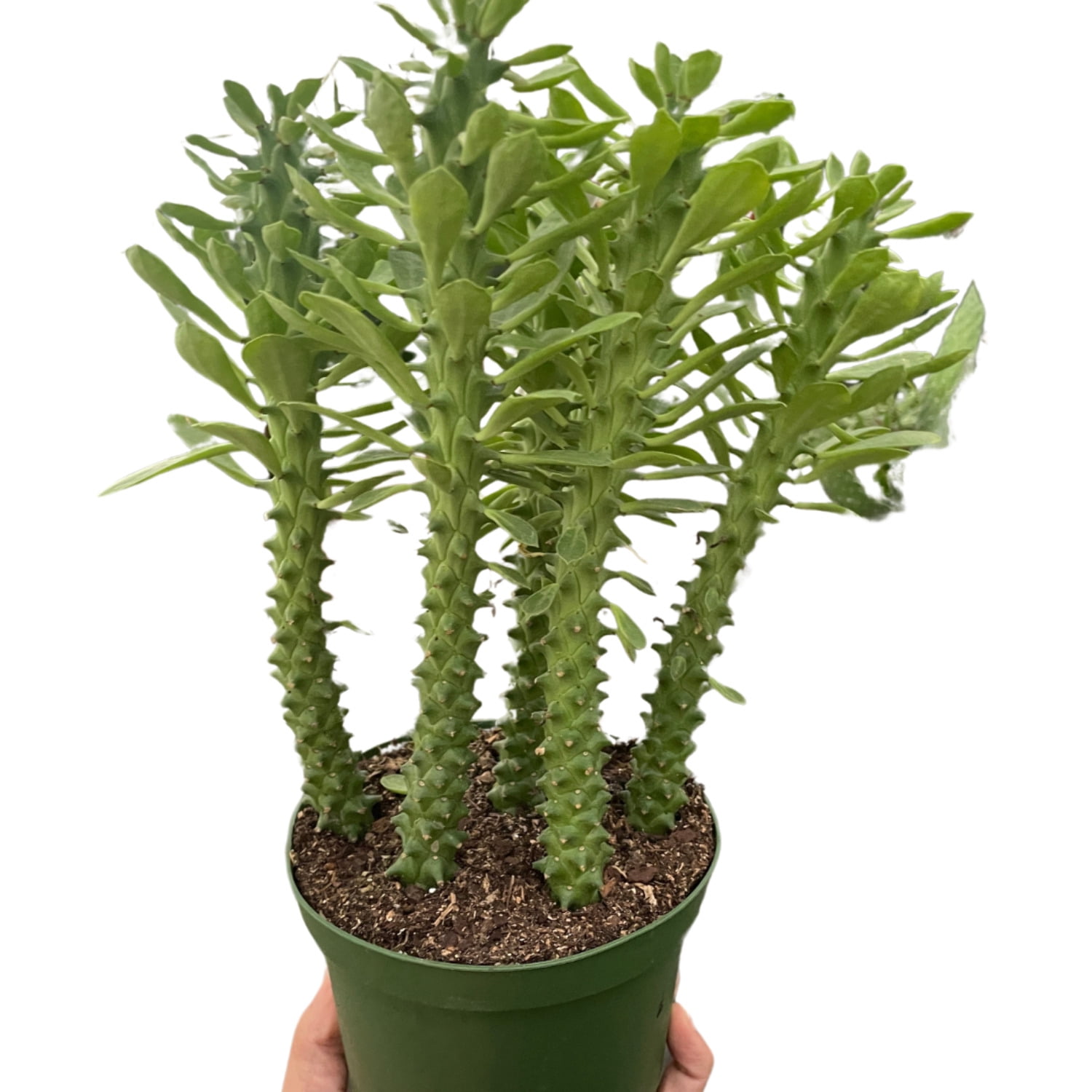 KS Plants Euphorbia Sausage Spurge