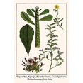 thumbnail image 1 of Euphorbia, Spurge, Dorotheniatus, Caesalpiniceae, Helianthemum, Sun Rose Poster Print by Albertus  Seba (18 x 24), 1 of 1
