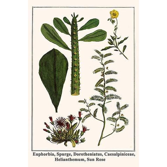 Euphorbia, Spurge, Dorotheniatus, Caesalpiniceae, Helianthemum, Sun Rose Poster Print by Albertus Seba (18 x 24)