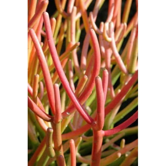 Euphorbia Tirucalli, Pencil Cactus Succulent Cuttings, Fire Sticks No Pickers