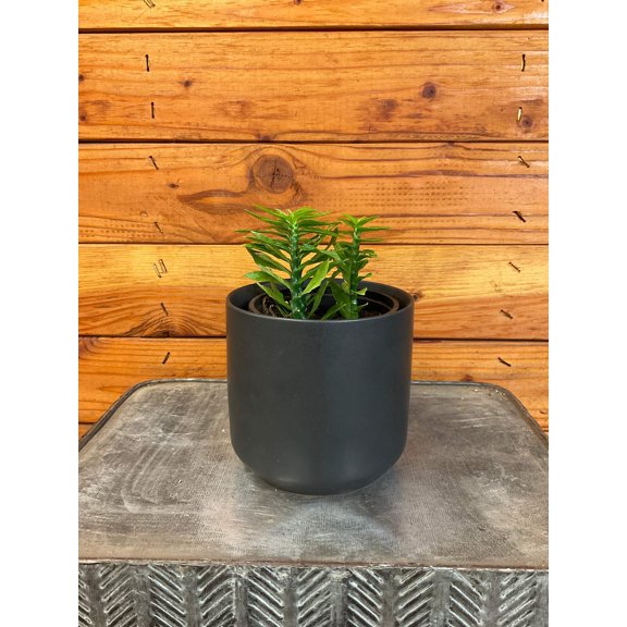 Euphorbia Tithymaloides Nana Green, 4" Plant, The Plant Farm