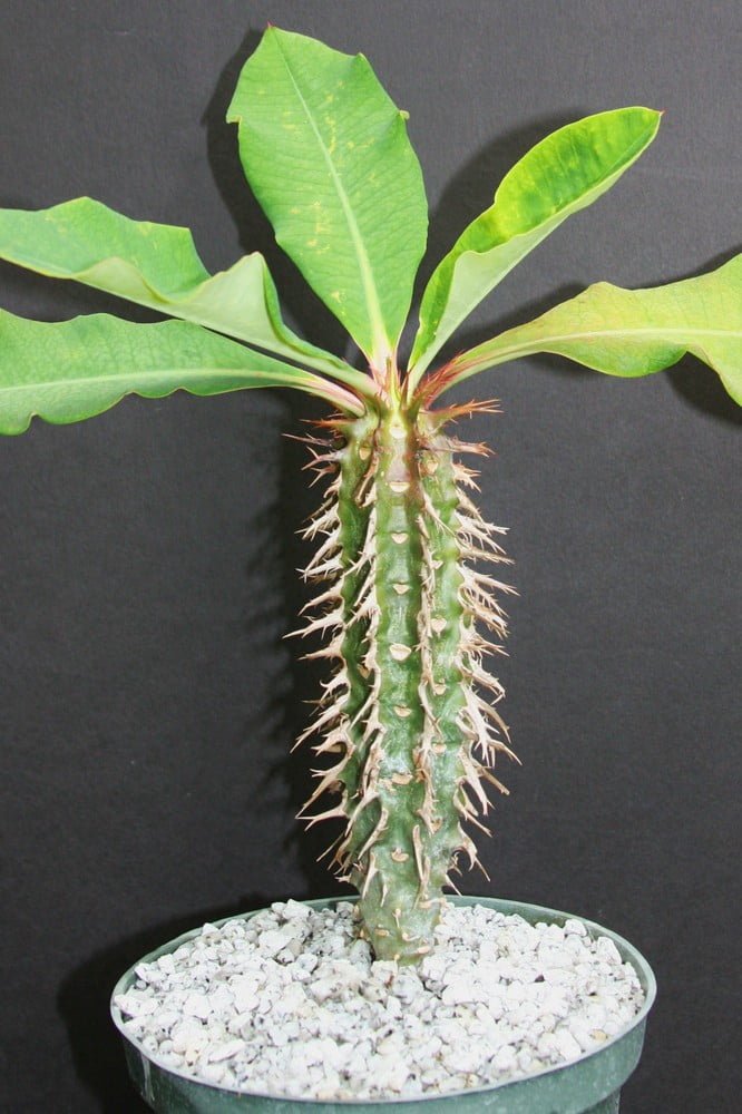 Euphorbia Viguieri exotic rare succulent cacti madagascar palm plant cactus  6" - Walmart.com