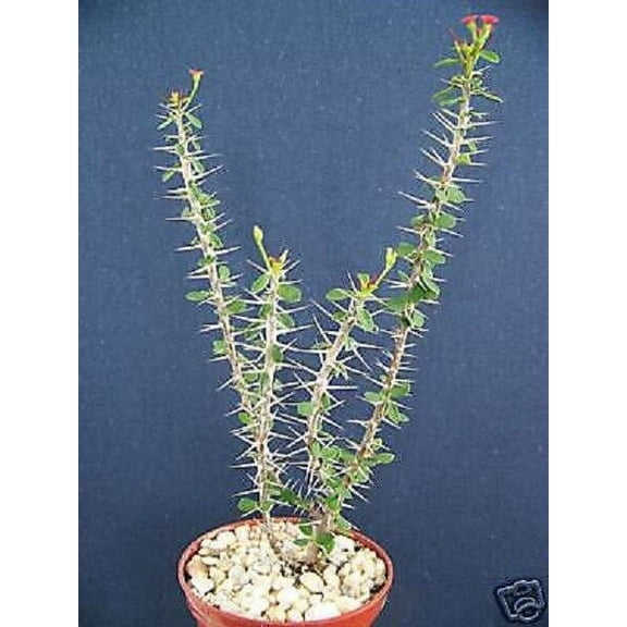 Euphorbia guillemetii hybrid rare succulent plant 4"pot