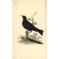 thumbnail image 1 of Eurasian Blackbird, Turdus Merula Poster Print By ® Florilegius Mary Evans (24 X 36), 1 of 3