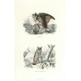 thumbnail image 1 of Eurasian Eagle-Owl And Long-Eared Owl Poster Print By ® Florilegius Mary Evans (18 X 24), 1 of 4