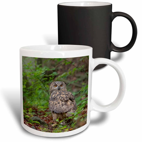 3drose, Eurasian Eagle Owl. Np Bavarian Forest, Enclosure. Germany, Bavaria, 11oz Magic Transforming Mug