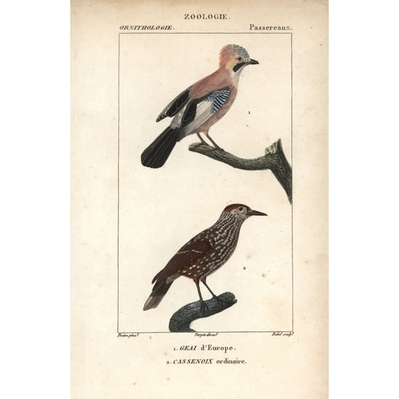 Eurasian Jay, Garrulus Glandarius, And Spotteda Poster Print By ® Florilegius Mary Evans (18 X 24)