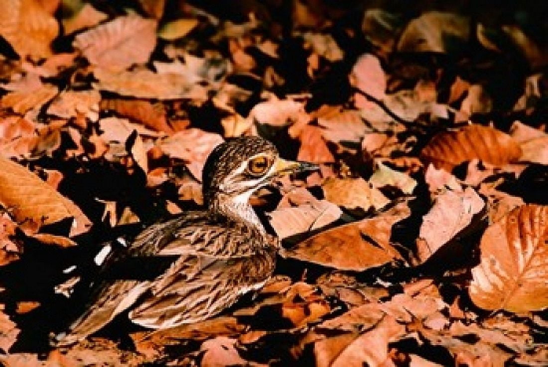 Eurasian Thick-knee in Bandhavgarh National Park India Canvas Art - Dee Ann Pederson DanitaDelimont (18 x 24)