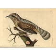 thumbnail image 1 of Eurasian Wryneck, Jynx Torquilla Poster Print By ® Florilegius Mary Evans (24 X 18), 1 of 3