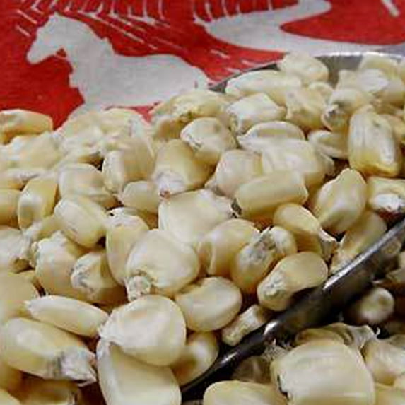 Eureka Ensilage Dent Corn - 5 LB ~12,000 Seeds - Heirloom, Open Pollinated, Non-GMO, Farm & Vegetable Gardening Seeds