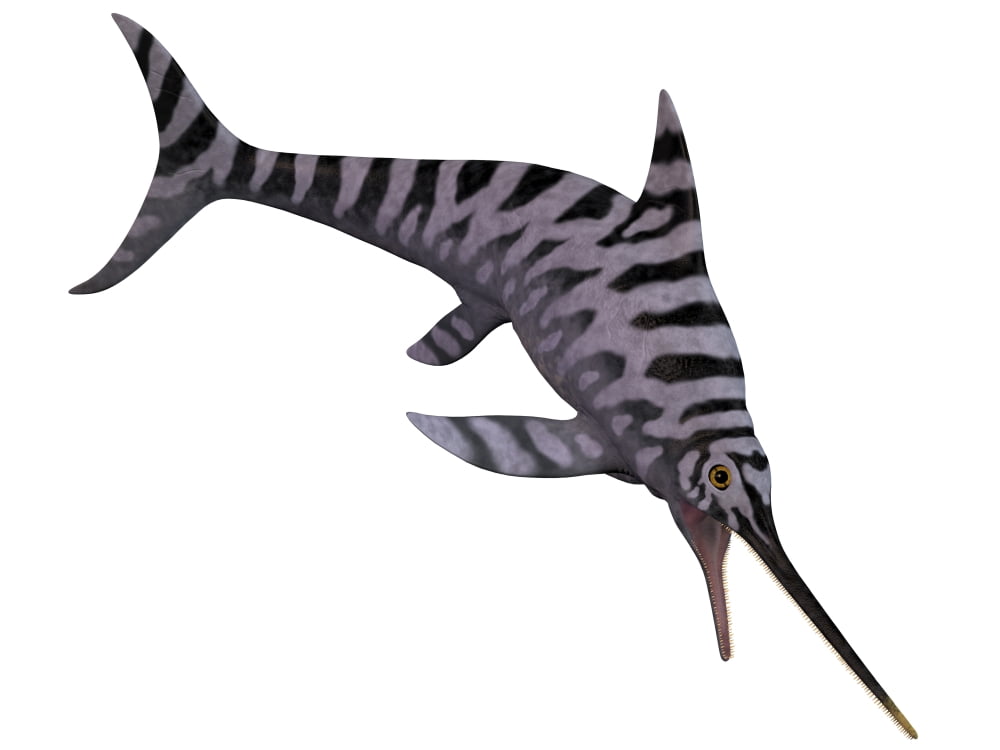 Eurhinosaurus an extinct genus of ichthyosaur Canvas Art - Corey FordStocktrek Images (33 x 25)