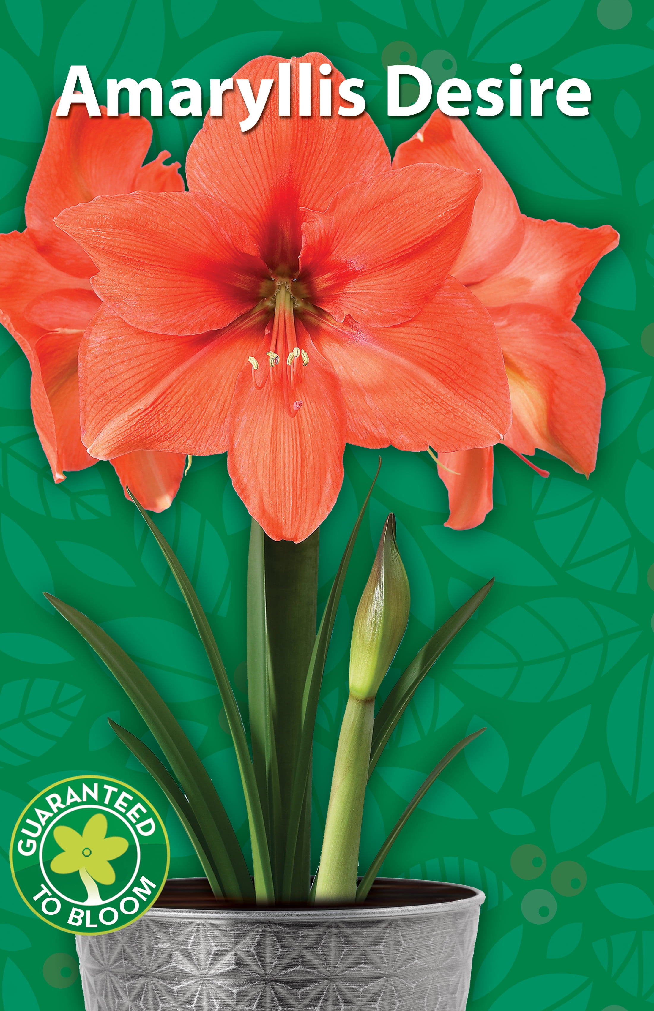 EuroBlooms Amaryllis Desire, Pre Potted Indoor Plant, Orange Blooms, Bright indoor light or filtered sunlight