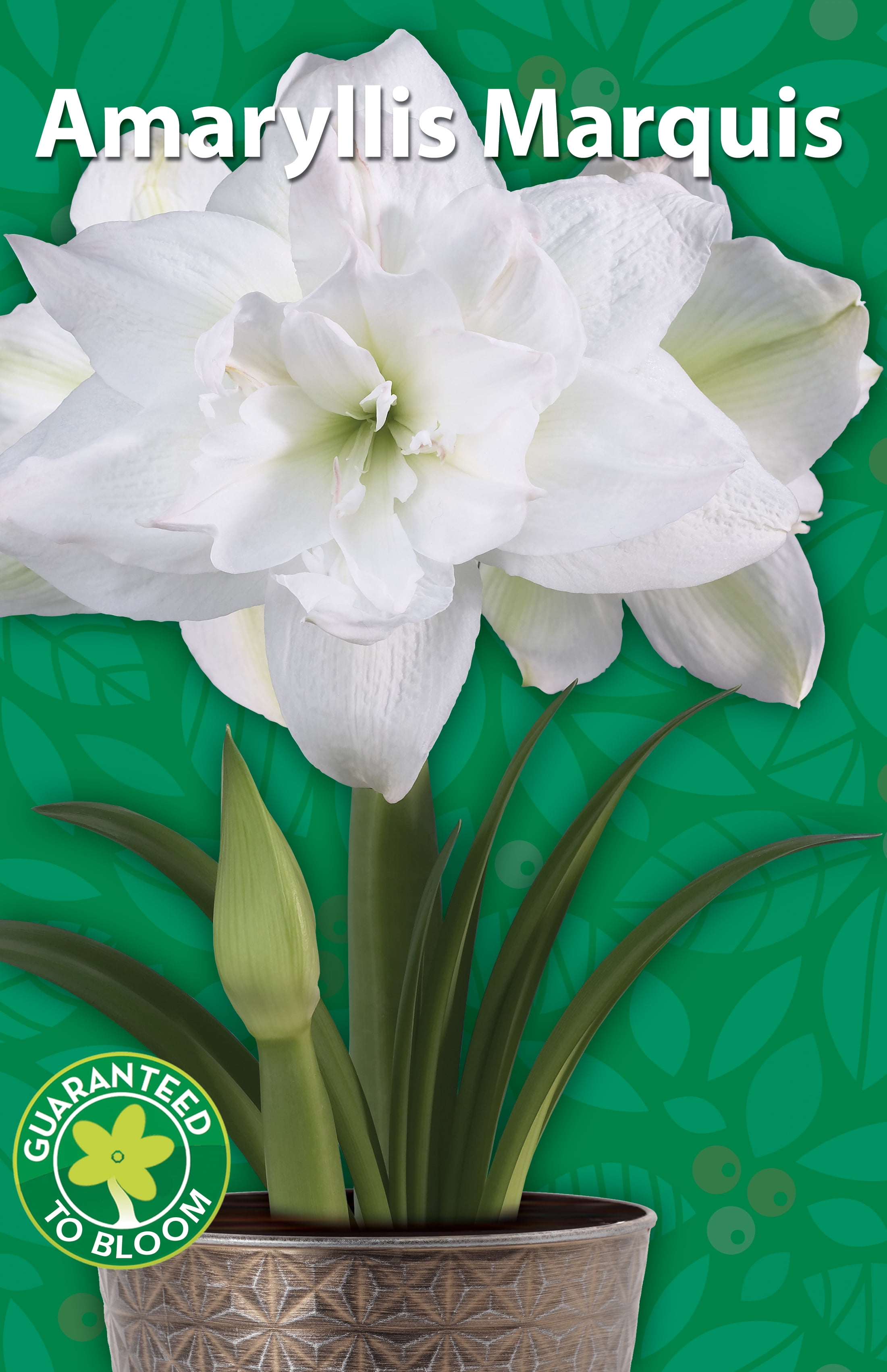 EuroBlooms Amaryllis Marquis, Prepotted Indoor Plants, Double White Blooms, Bright indoor light or filtered sunlight