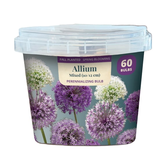 EuroBlooms Bulb Pail Allium Mixed (60ct)