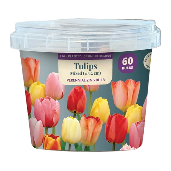 EuroBlooms Bulb Pail Tulips Mixed (60ct)