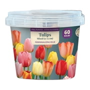EuroBlooms Bulb Pail Tulips Mixed 60ct