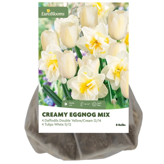 EuroBlooms Creamy Eggnog Tulip & Double Daffodil Flower Bulb Mix (8ct)