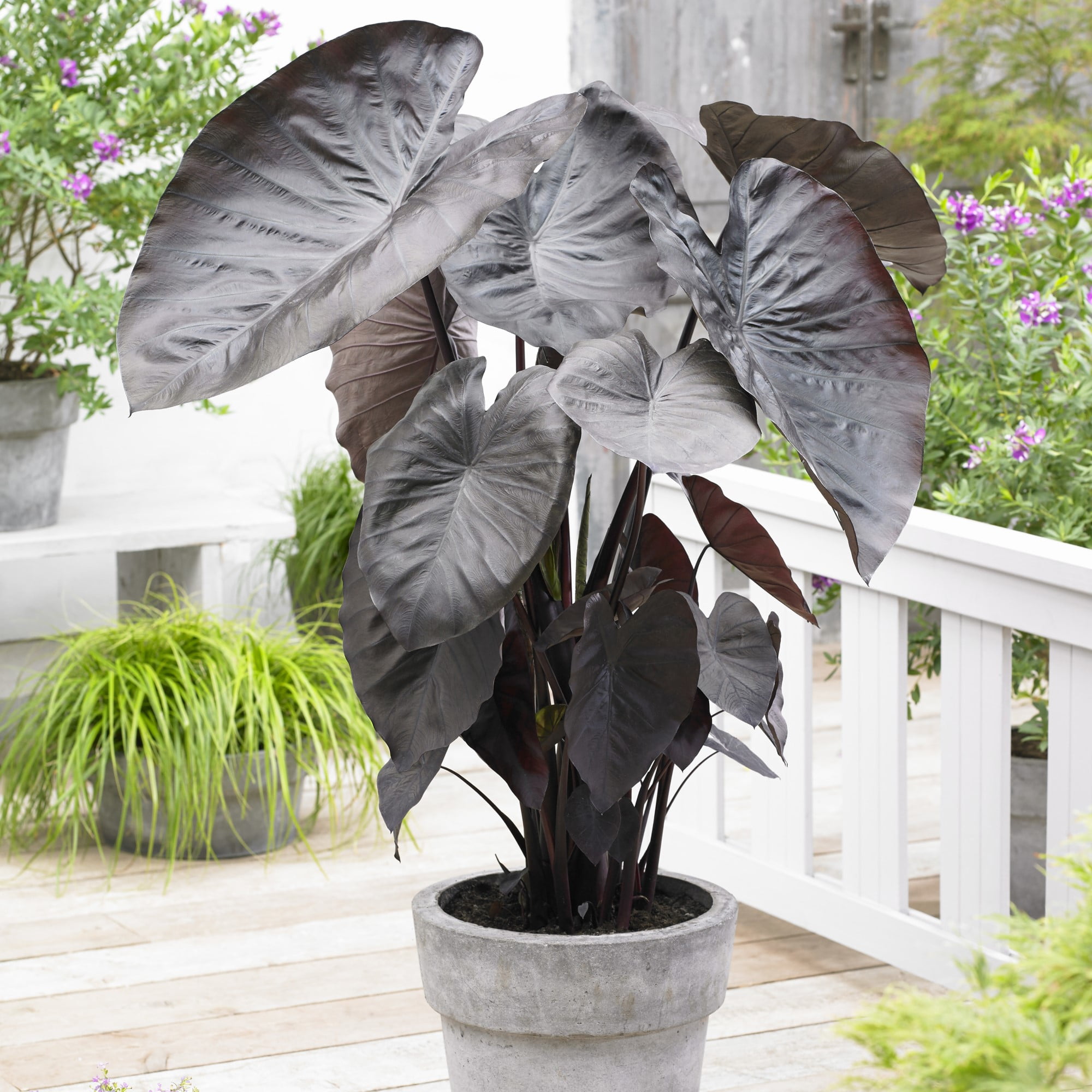 EuroBlooms, LLC Dark Black Coral Elephant Ear Plant Bulbs, Premium Size