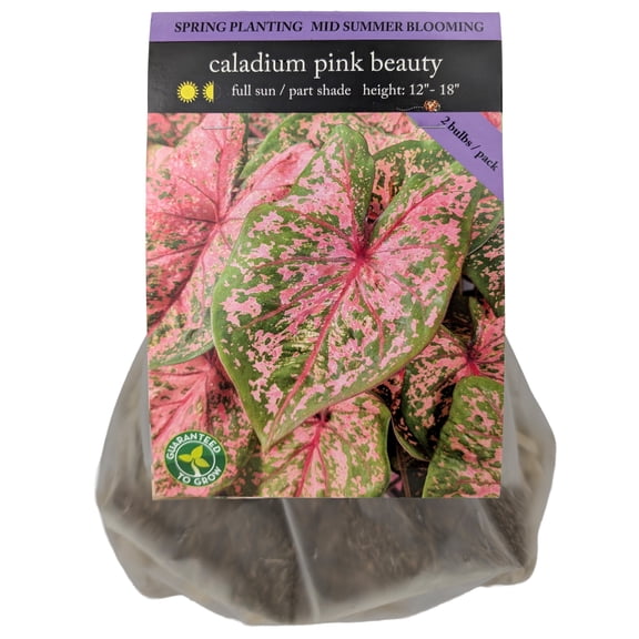 EuroBlooms Pink Beauty Caladium Flower Bulbs, Bag of 2, Tropical Shade Garden Foliage Plant