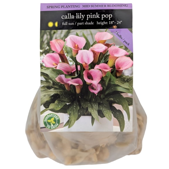 EuroBlooms Pink Pop Calla Lily Flower Bulbs, Bag of 2, Summer Blooming Cut Flower Garden Plant