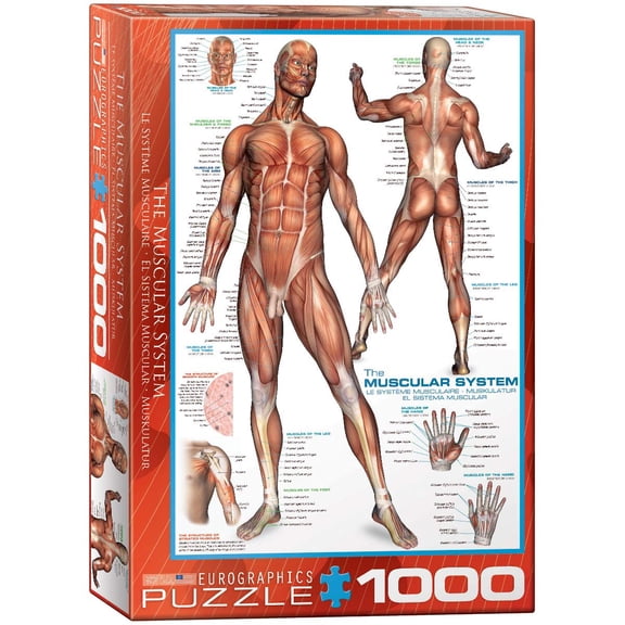 Eurographicspuzzles - Muscular System - Jigsaw Puzzle - 1000 Pieces