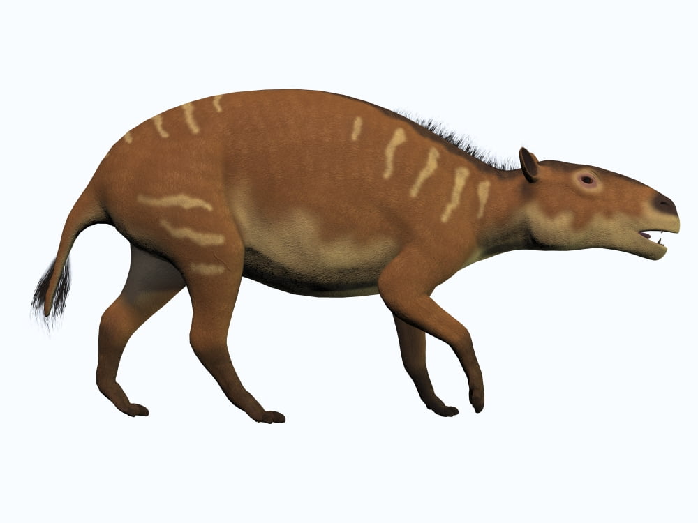 Eurohippus an extinct ancestor of the modern horse Canvas Art - Corey FordStocktrek Images (33 x 25)