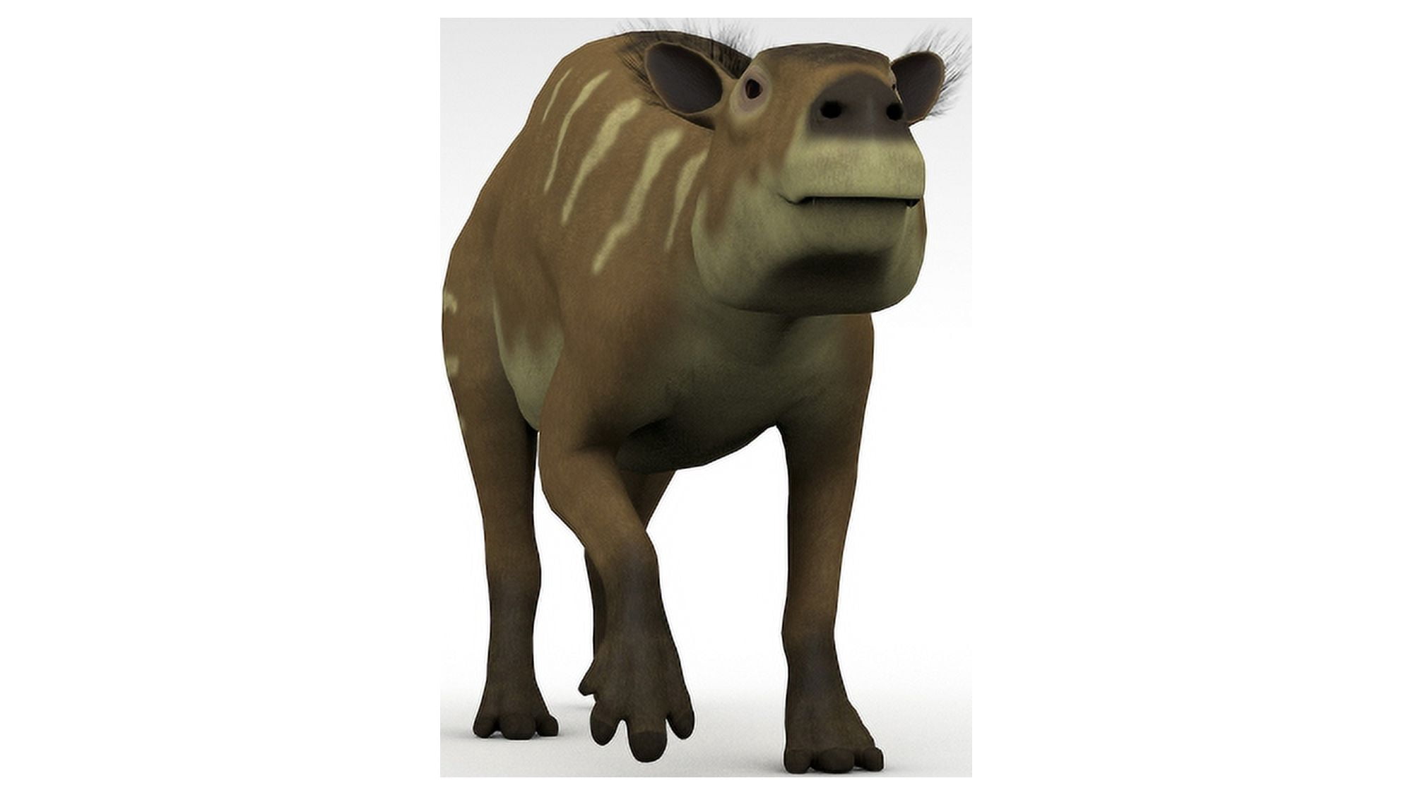 Eurohippus an extinct genus of equid ungulate white background Canvas Art - Kostyantyn IvanyshenStocktrek Images (38 x 22)