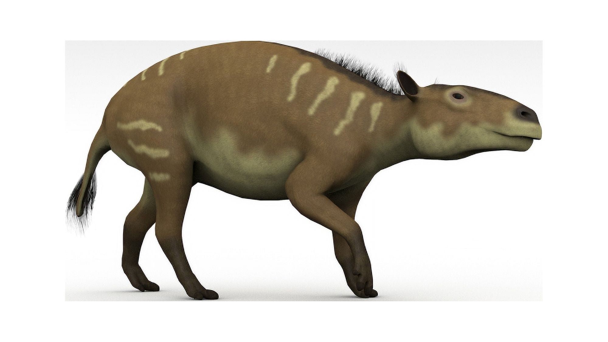 Eurohippus an extinct genus of equid ungulate white background Canvas Art - Kostyantyn IvanyshenStocktrek Images (38 x 22)
