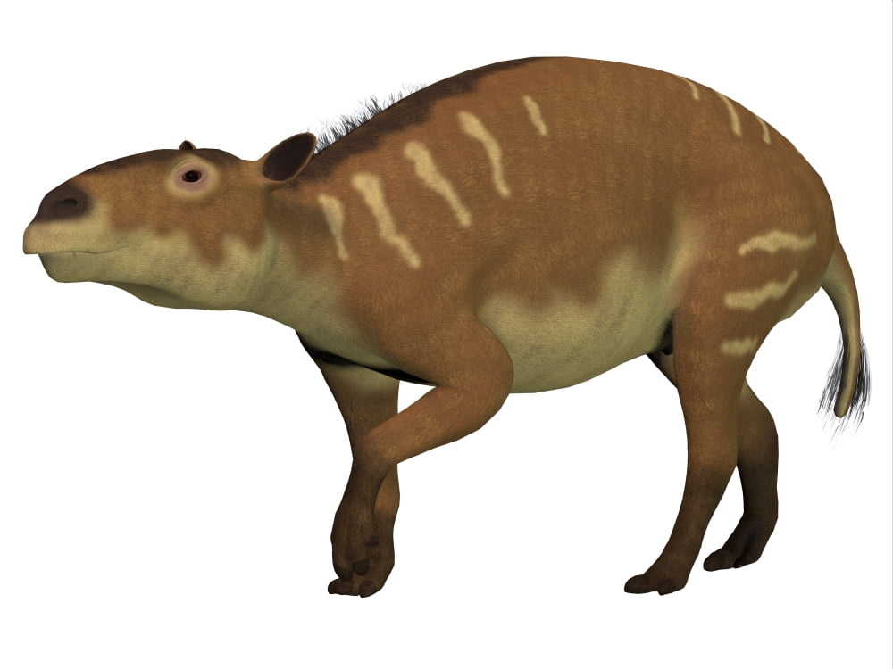 Eurohippus is an ancestor of the horse that lived during the Eocene epoch Canvas Art - Corey FordStocktrek Images (17 x 13)