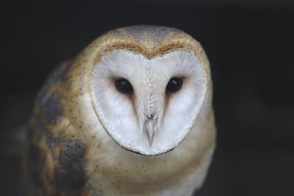 European Barn Owl (Tyto Alba) Canvas Art - Mark Jurkovic Design Pics (34 x 22)