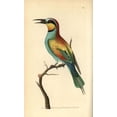 thumbnail image 1 of European Bee-Eater, Merops Apiaster Poster Print By ® Florilegius Mary Evans (18 X 24), 1 of 4