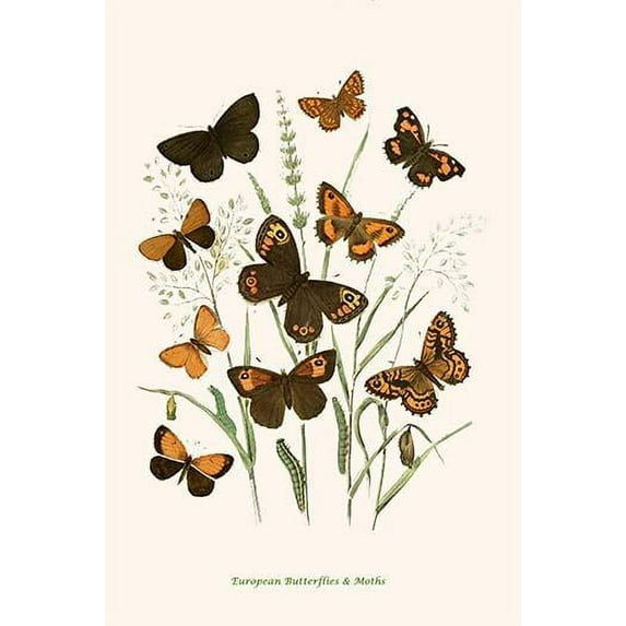 European Butterflies & Moths (Plate 77)-Fine Art Canvas Print (20" x 30")