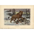 thumbnail image 1 of European Cave Lion, Panthera Leo Spenaea, Extincta Poster Print By ® Florilegius Mary Evans (24 X 18), 1 of 3